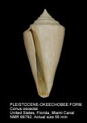PLEISTOCENE-OKEECHOBEE FORMATION Conus osceolai